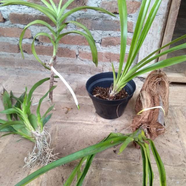 Paket hemat anggrek,isi vanda limbata plant dewasa,retusa,goldenboy,oncidium,kondisi sesuai foto