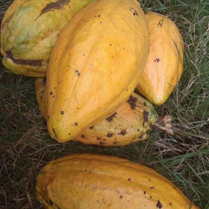 

buah kakao matang 1kg
