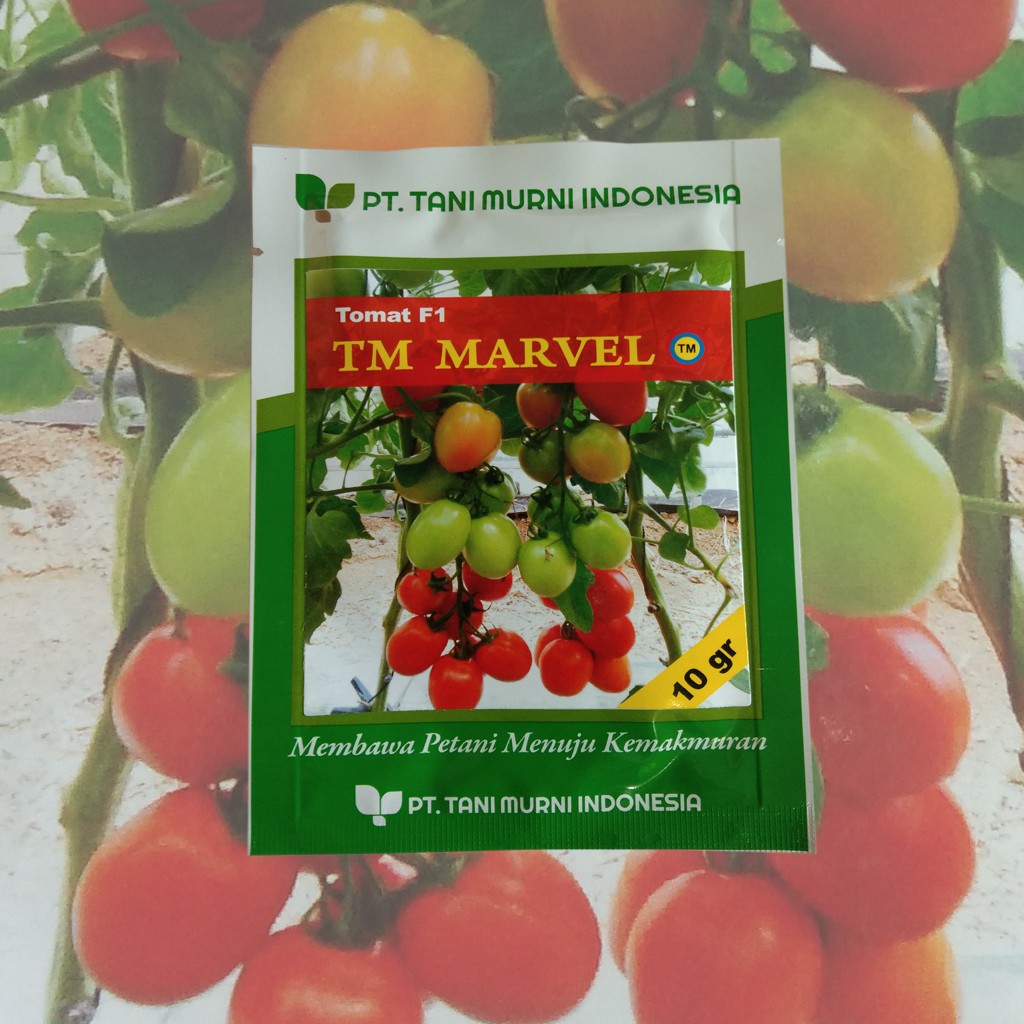 Benih Bibit Tanaman Buah Tomat F1 |  TM Marvel 3000 Biji | Original
