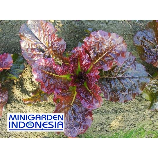 MGI 150 Benih Selada merah salad Kayla Red F1 bibit tanaman sayuran hidroponik import