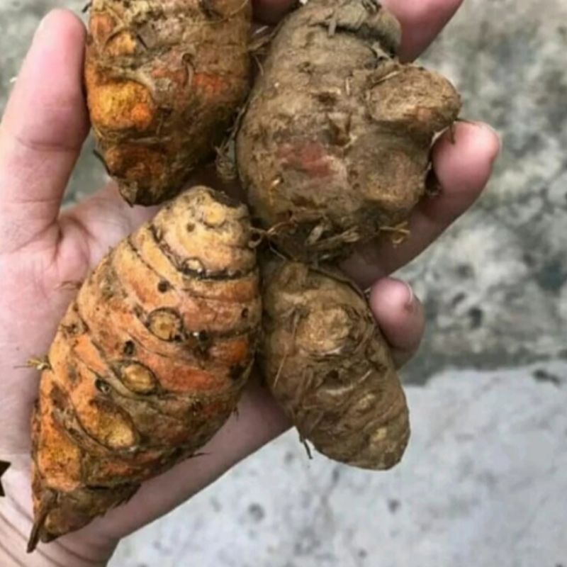 

Biang Induk Kunyit Berat 1 kg (Pengiriman Medan)