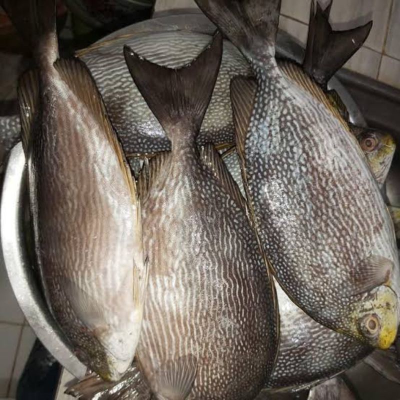 

Ikan baronang Fresh! 1Kg Termurah!!!!