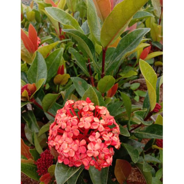 Tanaman hias asoka besar bunga merah