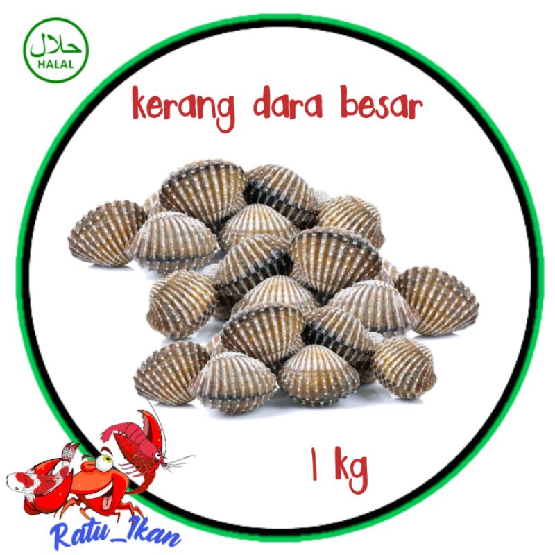 

kerang dara besar [1 kg ]