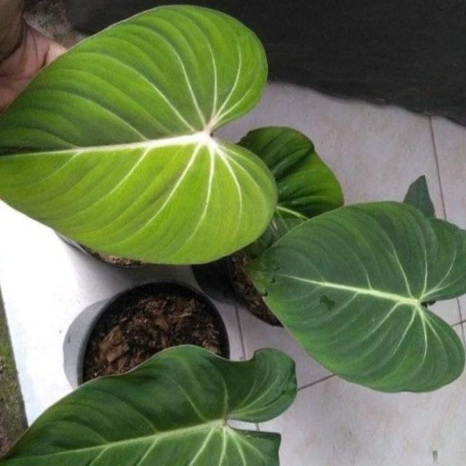 Promo Tanaman Hias Philodendron Bonggolan Glorisium+1Daun