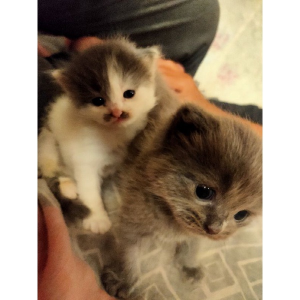 Kitten Persia Medium Putih Abu