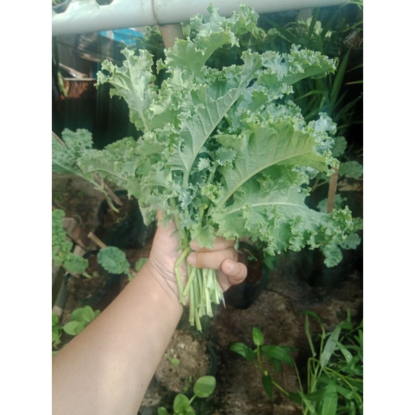 

Kale Curly Organik