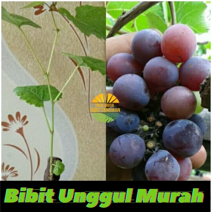 Bibit anggur Isabella termurah