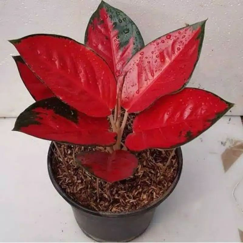 Aglonema suksom jaipong (Tanaman hias aglaonema suksom jaipong) - tanaman hias hidup - bunga hidup - bunga aglonema - aglaonema merah - aglonema merah - aglaonema murah - aglaonema murah