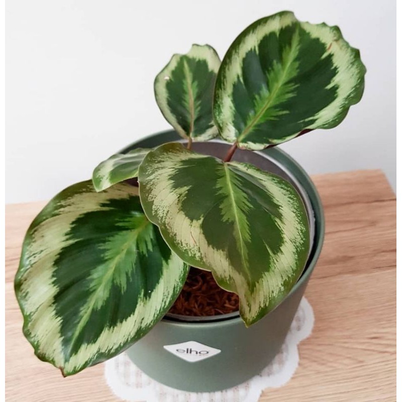 CALATHEA MARION , CALATEA MARION
