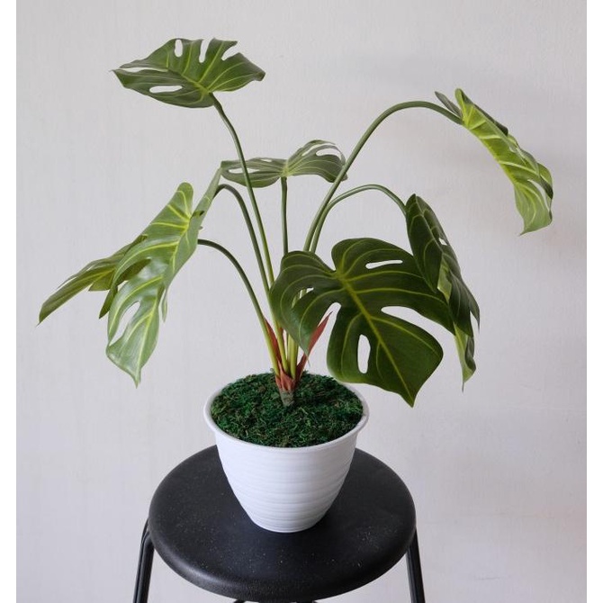 Tanaman Plastik Monstera - Latex Karet Premium