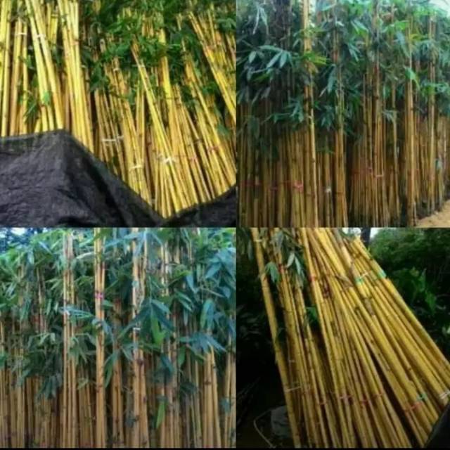Tanaman hias bambu kuning panda cocok untuk pagar rumah