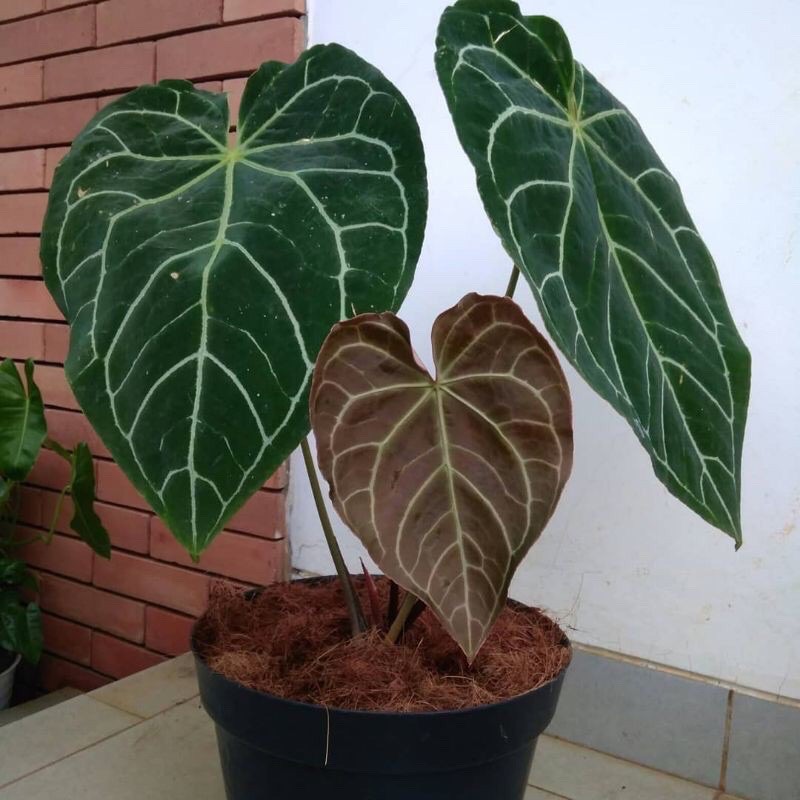 Tanaman hias Kuping gajah - tanaman kuping gajah