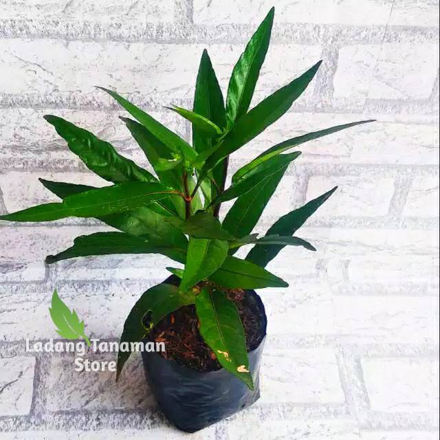 Gandarusa Tanaman Herbal Bibig Gandarusa Daun Gandarusa