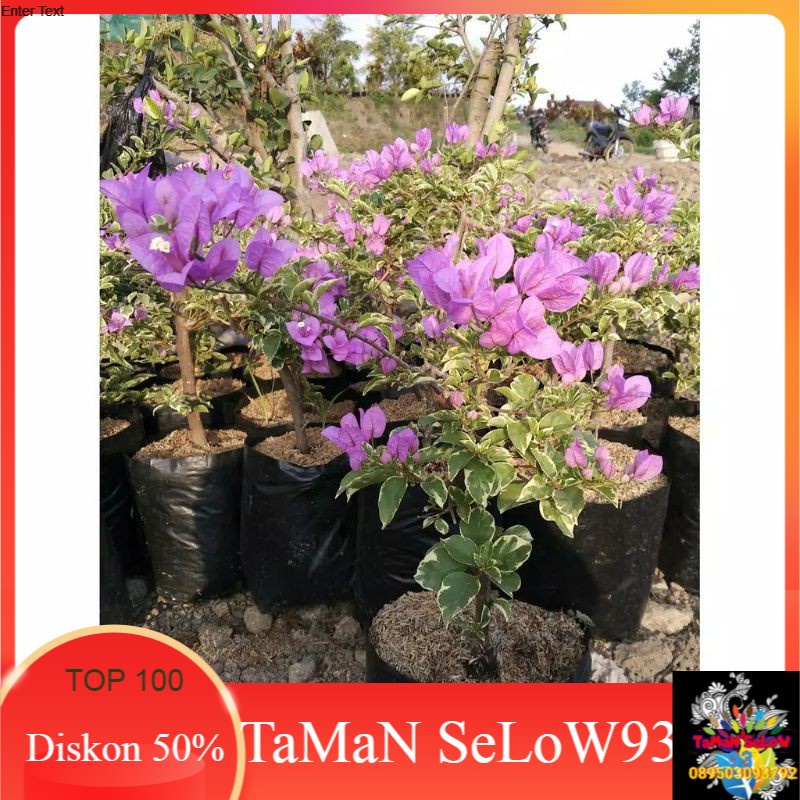 pohon bugenvil varigata/Tanaman bugenvil bunga ungu