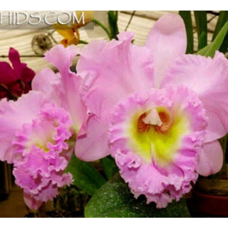 Pohon Anggrek Cattleya Bunga Pink Muda Pra Dewasa Siap Spike