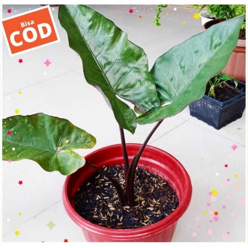 CALADIUM, CALADIUM BLACK COLOR, CALADIUM HITAM