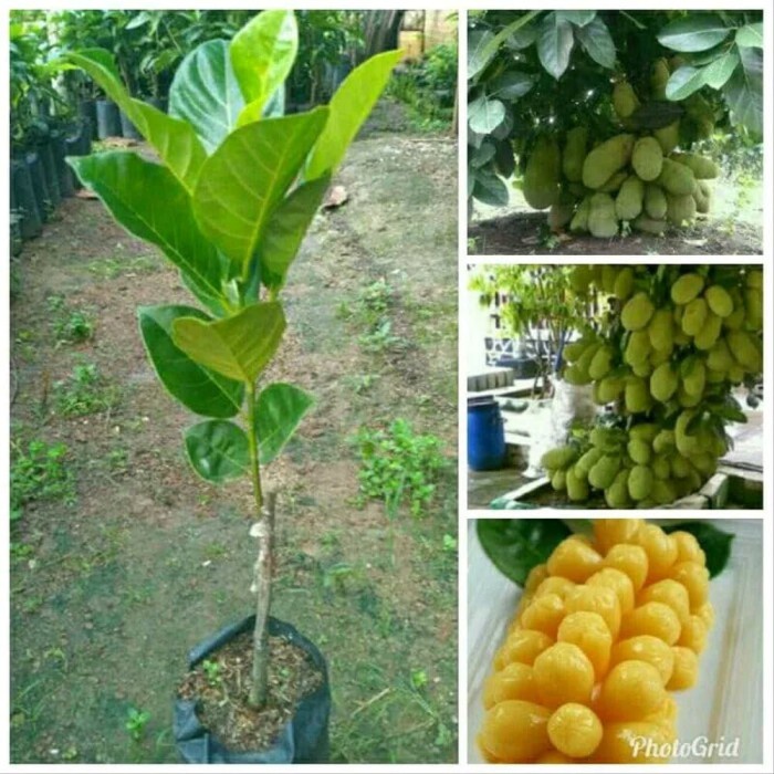 bibit nangkadak(nangka cempedak)