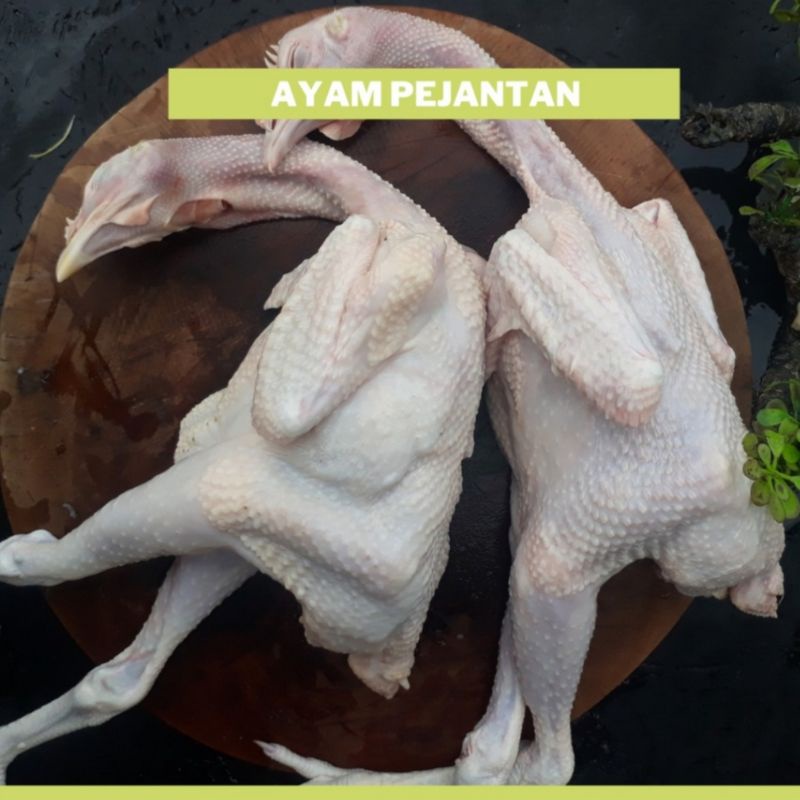 

AYAM PEJANTAN
