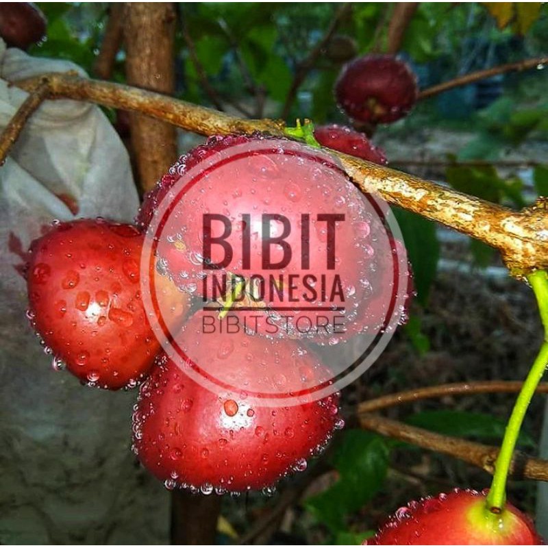 BIBIT BUAH JAMBU AIR BLACK DIAMOND