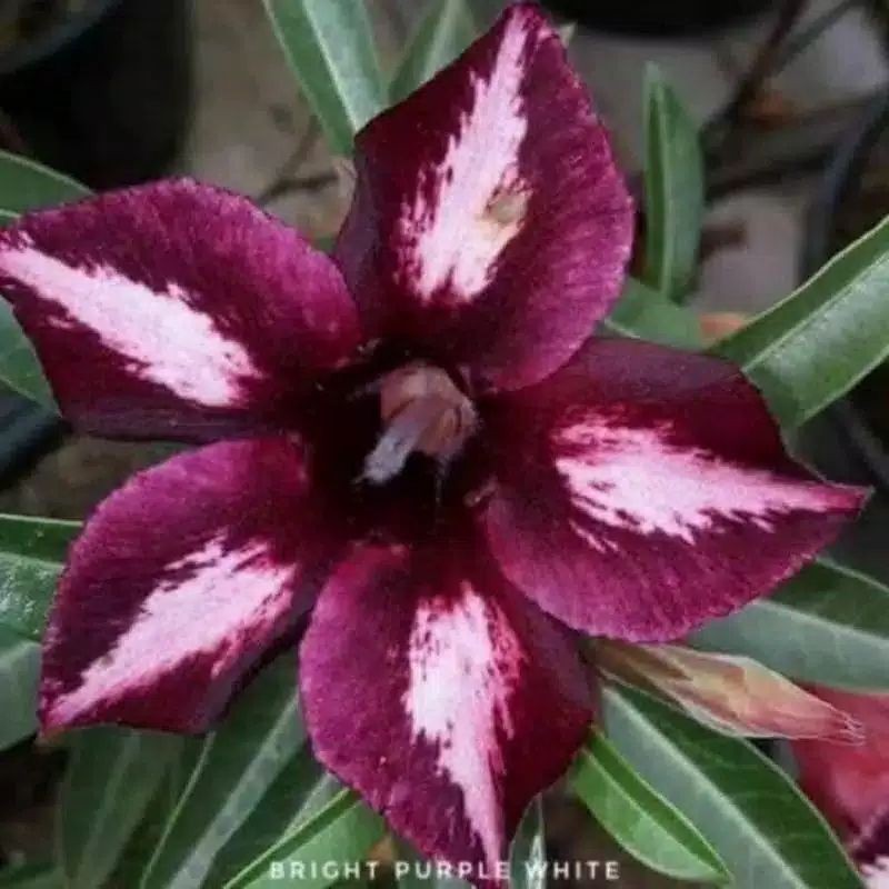 

PROMO!!! ADENIUM BRIGT PURPLE WHITE(BIBIT)