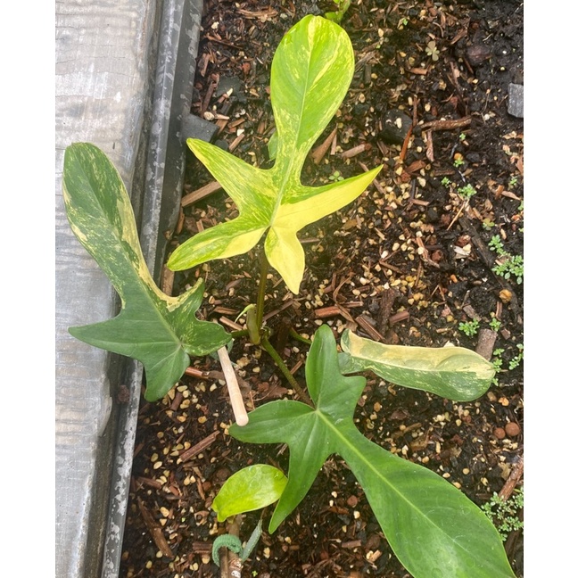 florida beauty varigata variegated flobe menor pucuk flobe