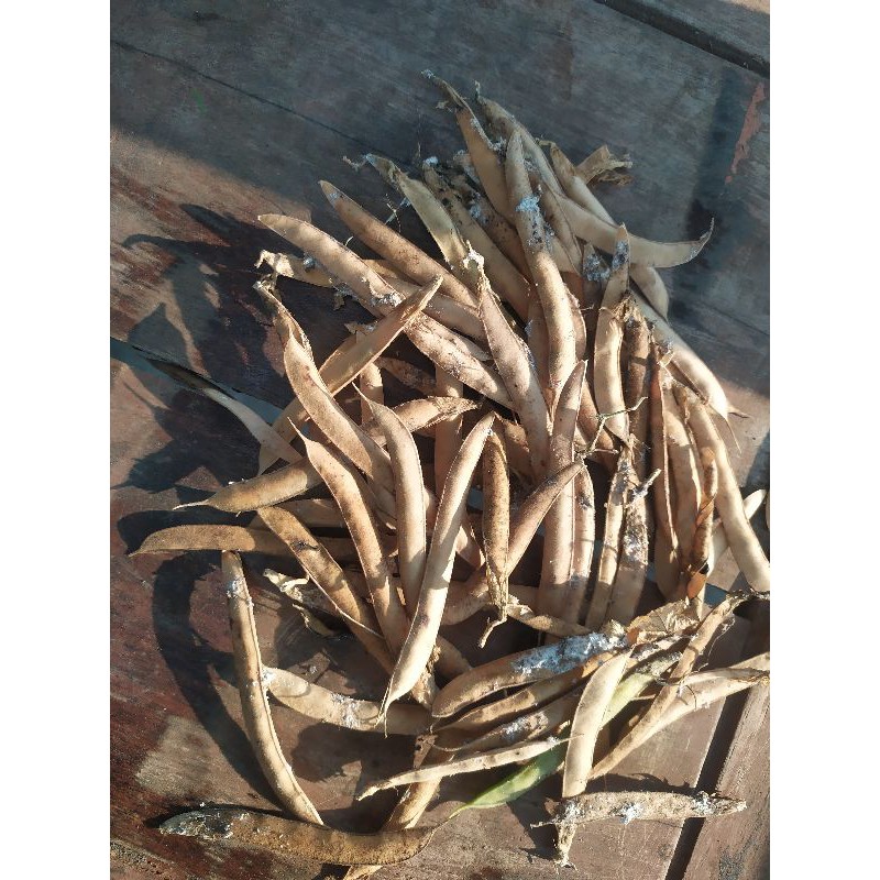 bibit bunga telang/teh bunga telang