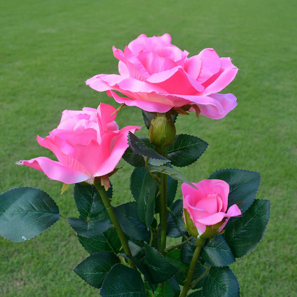 Gambar Bunga Mawar Warna Pink Gambar Ngetrend dan VIRAL