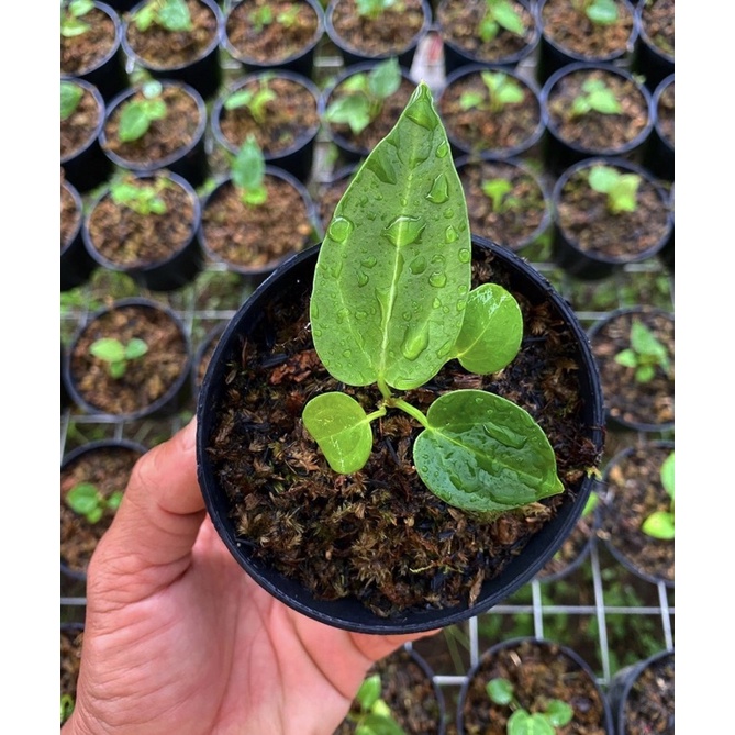 Anthurium emerald trident seedling premium - Best seller