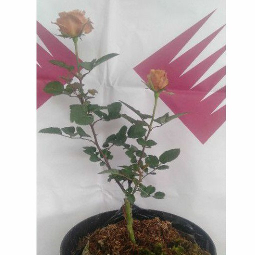 

mawar karamel coklat