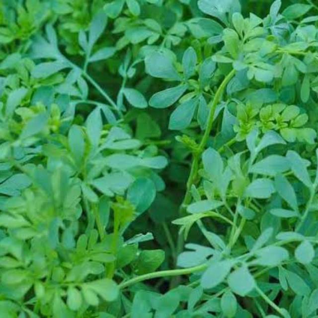 TANAMAN HERBAL INGGU