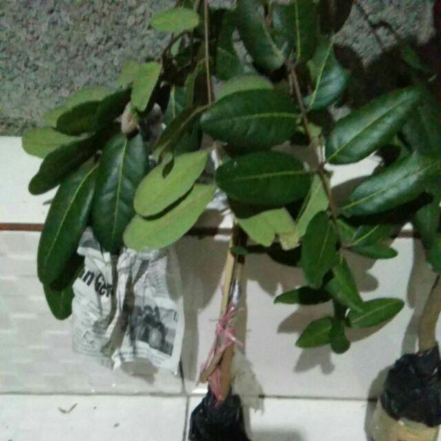 Tanaman Kelengkeng Pingpong (tinggi 40-60 Cm)