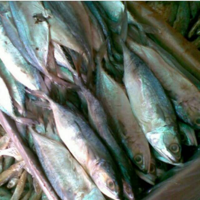 

Ikan Asin peda 500 gr