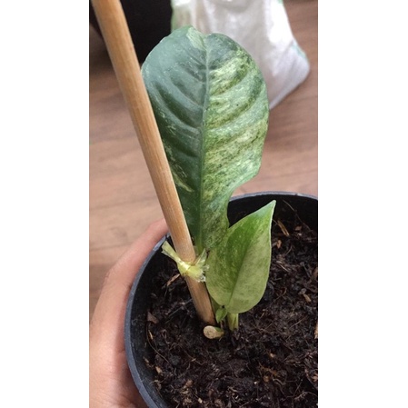 Raphidopora puberula