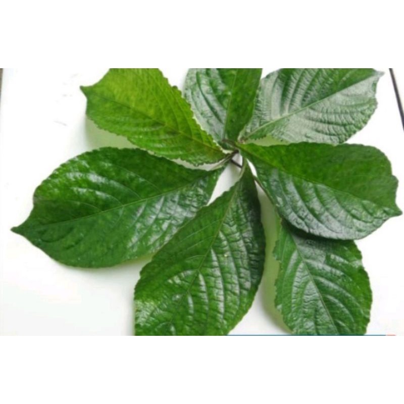 

Daun keji beling/pecah beling segar 1kg