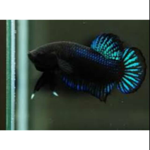 Cupang aduan import thailand super / siap tempur