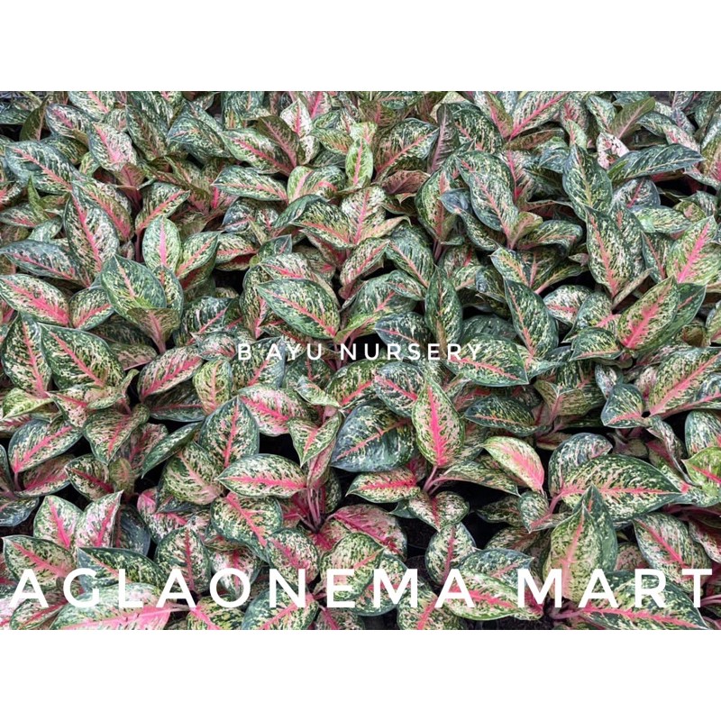 aglaonema Sweet Dream