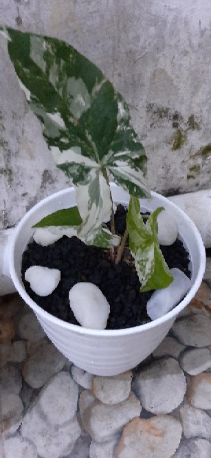 Singonium Varigata