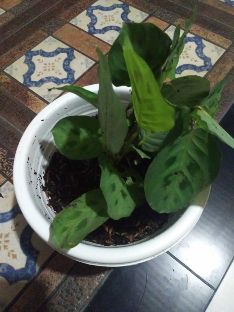 Paket 5 Tanaman Hias Calathea-kalatea