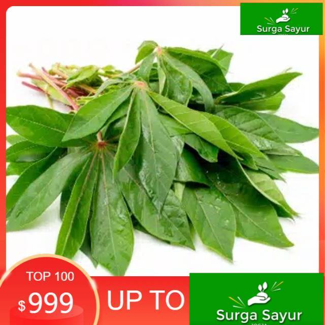 

Surga Sayur Segar DAUN SINGKONG Per Ikat Fresh Murah