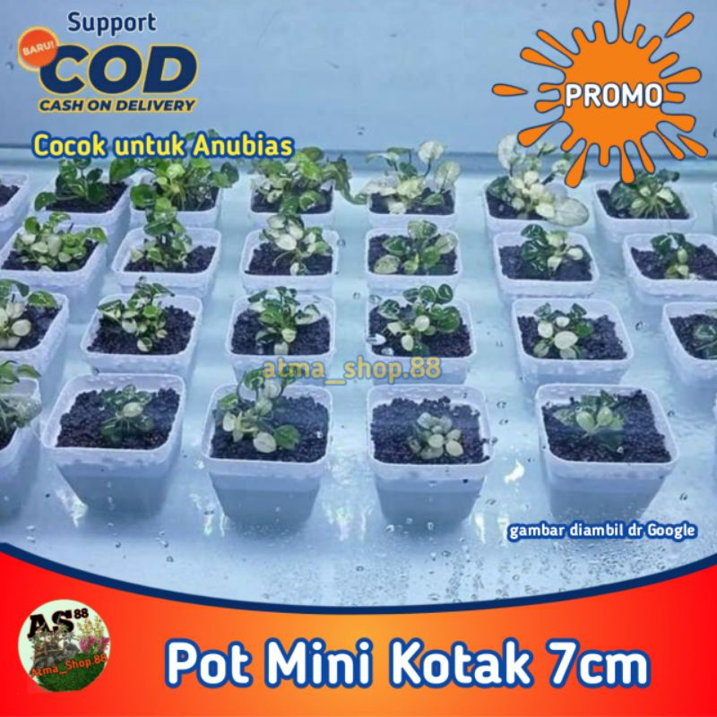 Pot Mini Kotak 7cm Netpot Untuk Hidroponik Anubias Kaktus Skulen Grosir Promo Murah Cod
