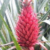 

Nanas merah hutan muda.pe 1buah