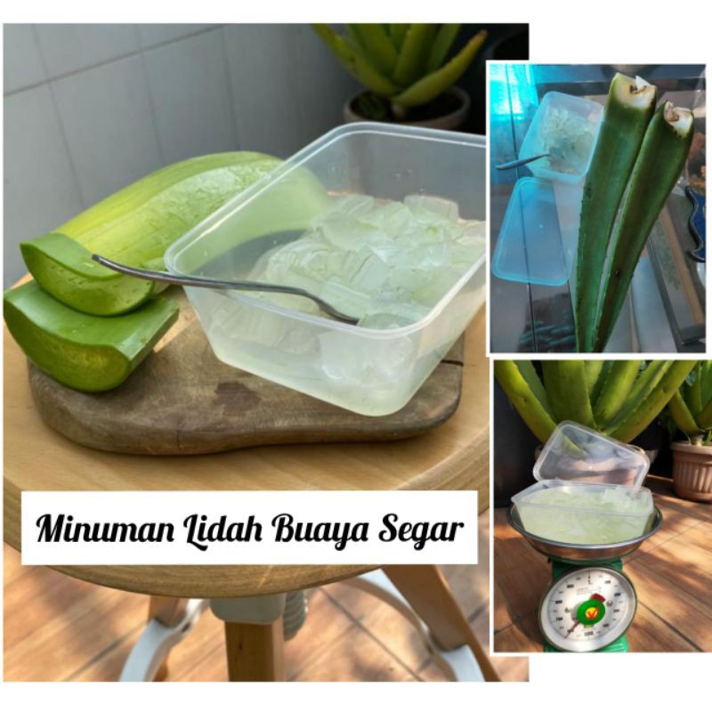 Minuman Lidah Buaya Segar / Minuman Kesehatan / Aloe Vera Fresh / Bebas Pestisida