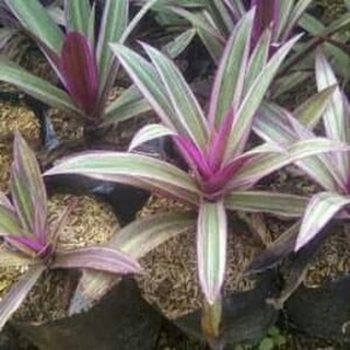 tanaman hias adam hawa rhoeo discolor Shopee Indonesia tanaman hias adam hawa rhoeo discolor Shopee Indonesia