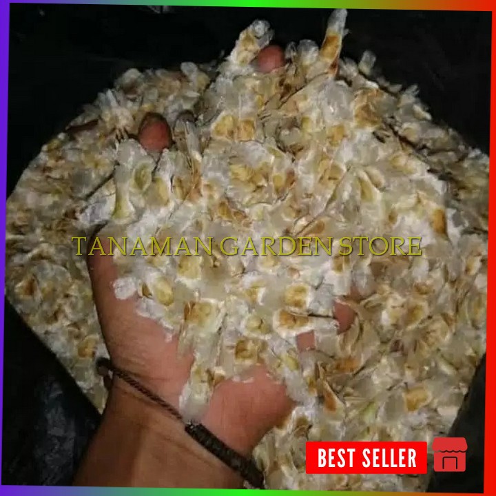 Benih pohon sakura Tabebuya/Biji pohon sakura Tabebuya murah