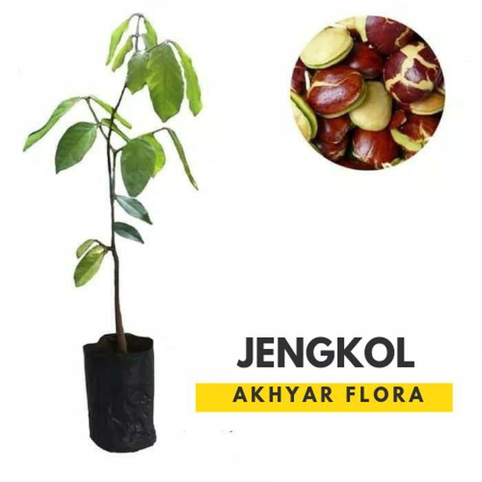 Bibit Jengkol Super Pohon Jengkol Tanaman Jengkol Bibit berkualitas