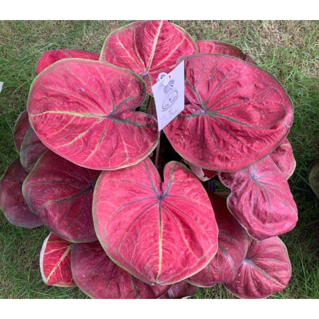 Umbi Caladium big boss - keladi hias hybrid import thailand Riny Importir Tanaman