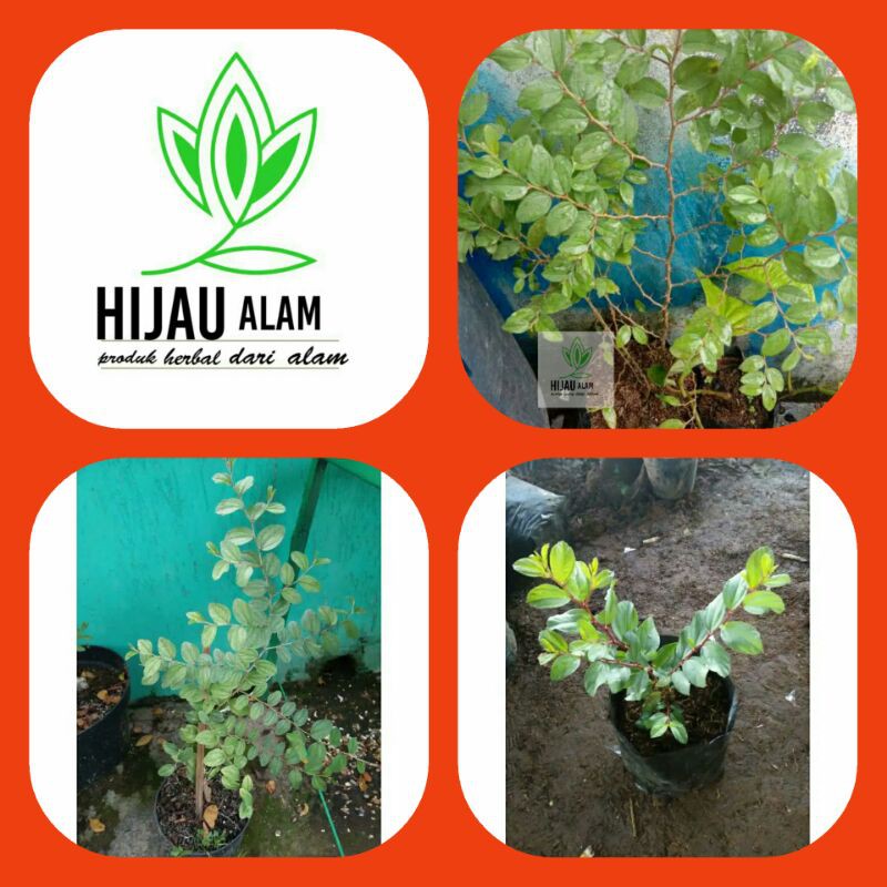 Bibit tanaman bidara arab bidara cina bibit tanaman bidara