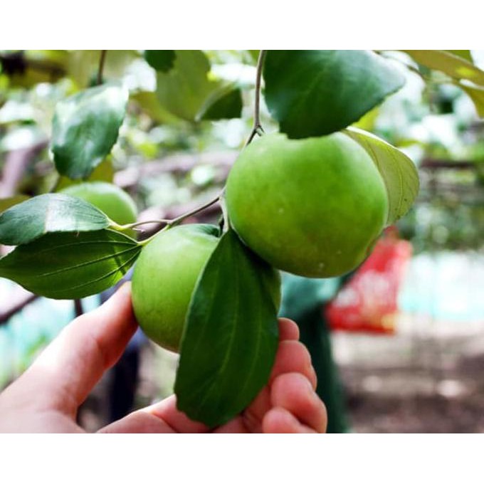 Benih Tanaman Bibit Benih Tanaman Bibit Buah Apel India Stek ~€