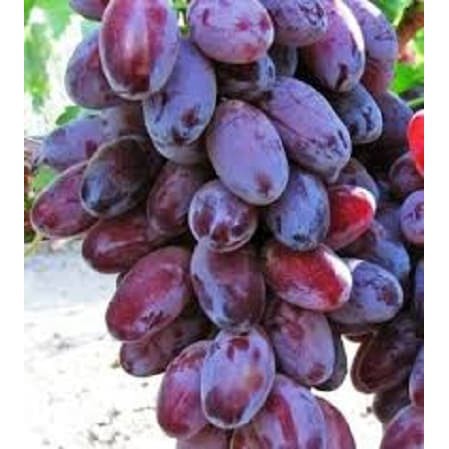 Bibit Anggur Import Romeo Hasil Grafting-1